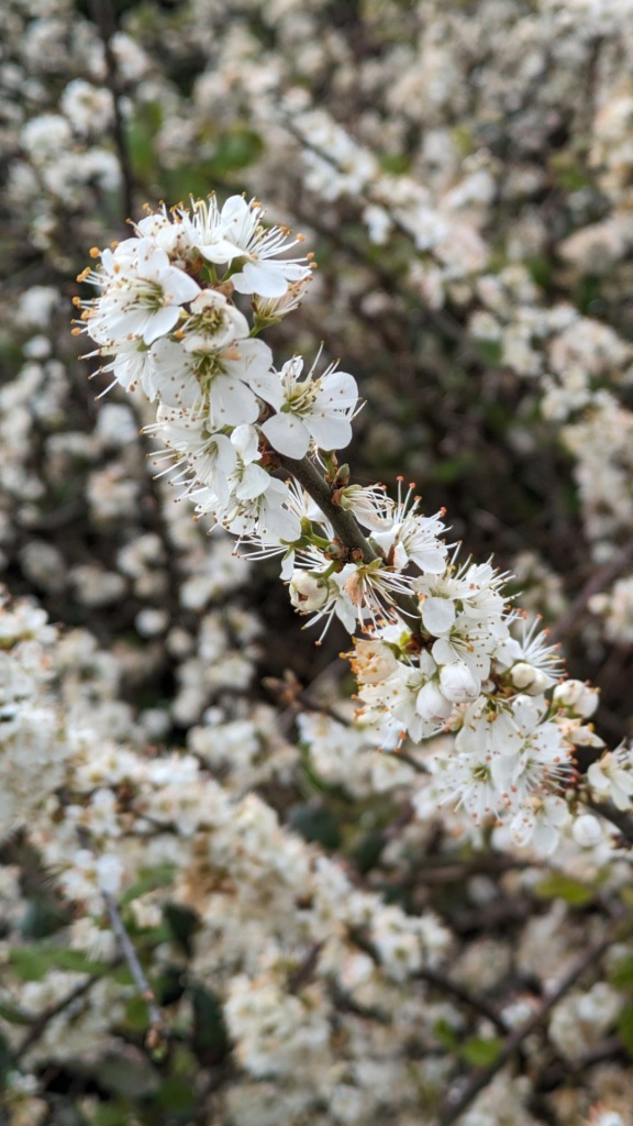 Blossom in Pagham Harbour