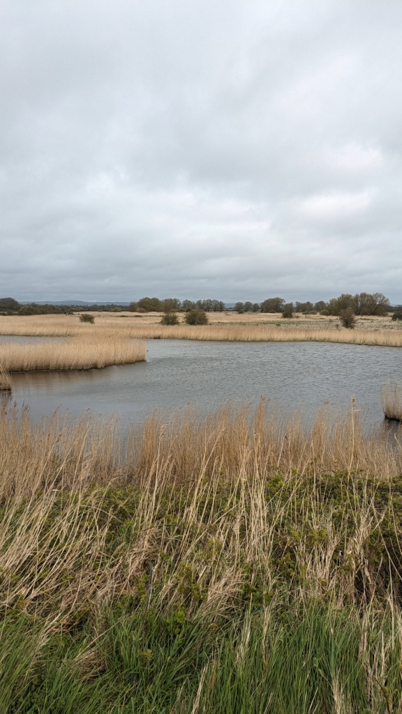 Grassy ponds at Pagham Harbour nature reserve