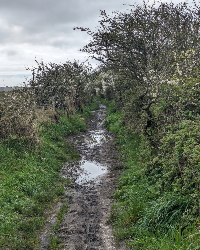 The muddy Selsey Tram Way footpath in April